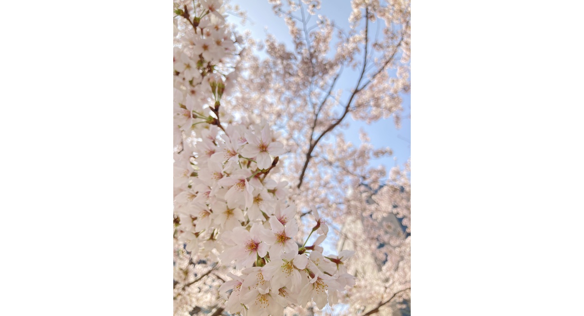 桜
