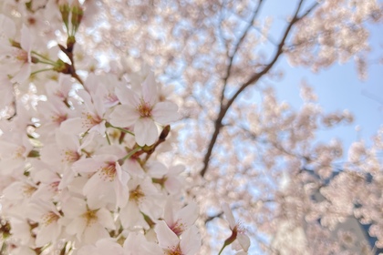 桜